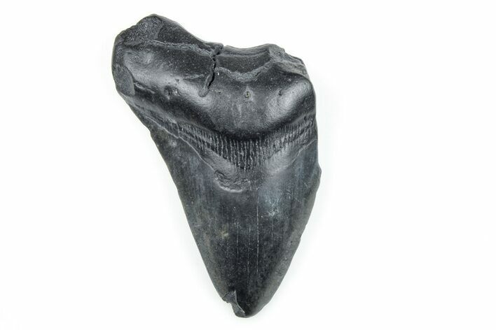 Partial, Fossil Megalodon Tooth - South Carolina #170603